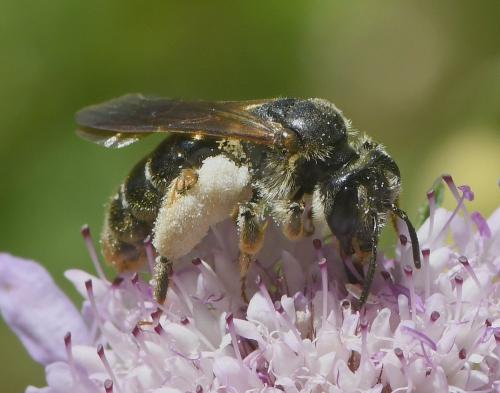 Andrena hattorfiana